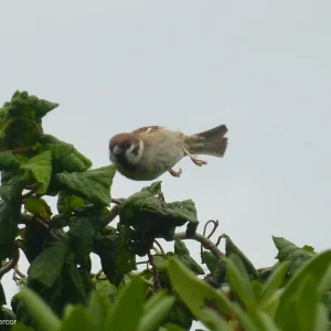 Spatz3.png