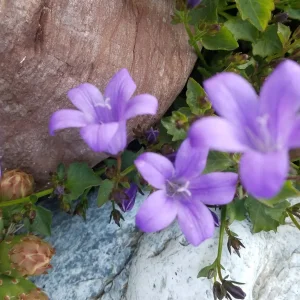 Garten 2019 bis 7.6.2019 1459.jpg