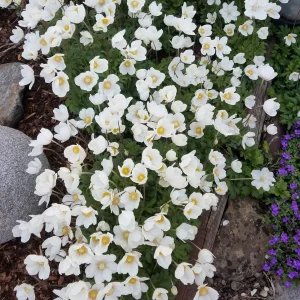 Garten 2019 bis 7.6.2019 1314.jpg