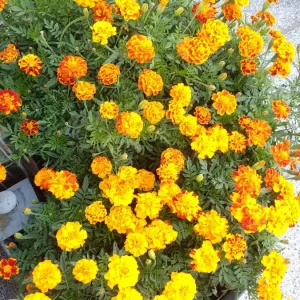 Garten 2019 bis 7.6.2019 182.jpg