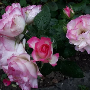 20190810_181436.jpg