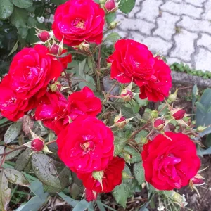 20190810_181331.jpg