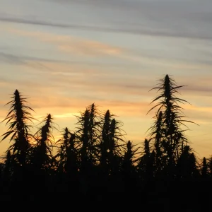 IMG_2816.JPG