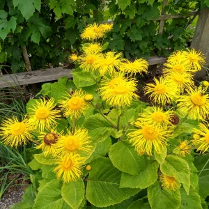 upload_2019-8-20_19-18-14.png