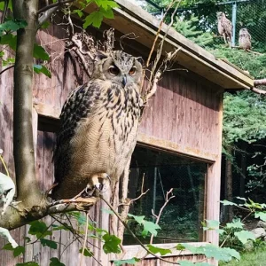 upload_2019-8-22_7-50-40.jpeg