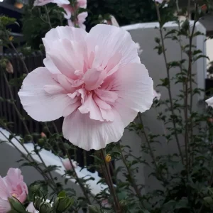 20190901_064826.jpg