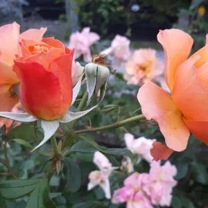 20190909_184856.jpg