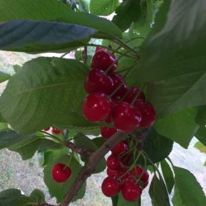 Garten 2019 bis 7.6.2019 143.jpg