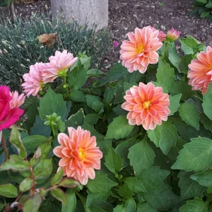20190924_115355.jpg