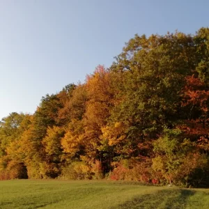 IMG_20191017_170304.jpg