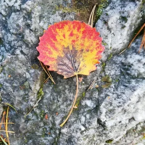 Herbstblatt0049.jpg