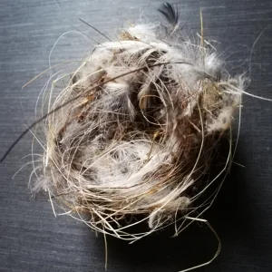 NestIMG_20190712_063311.jpg