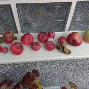Garten 2019 bis 7.6.2019 021.jpg