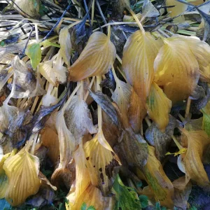 Hosta_IMG_20191110_113132.jpg