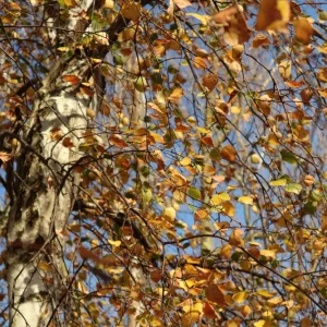 IMG_4453_sk2.JPG