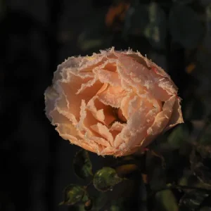 Frose001p.jpg