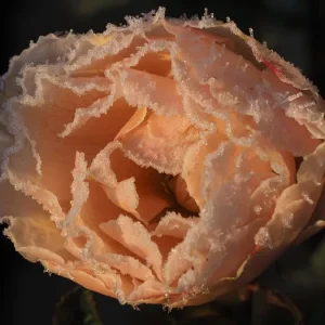 Frose002p.jpg