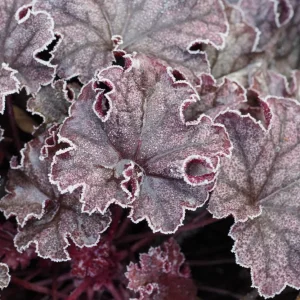 FrozblHeuchera.JPG