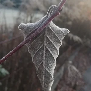 Frostblattl.jpg