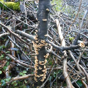 DSCN2412.JPG