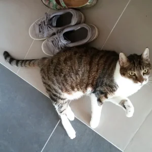 Pez_Schuhfetisch_1.jpg