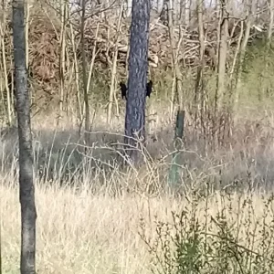 DSC_0987.JPG