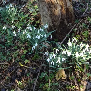 Frühling.jpg