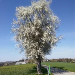 Birnenblüte_1.jpg