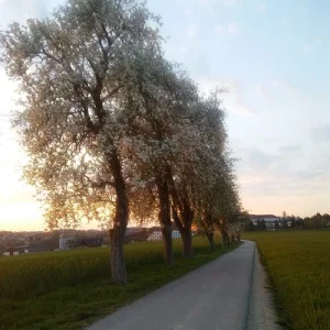 Birnenblüte_6.jpg