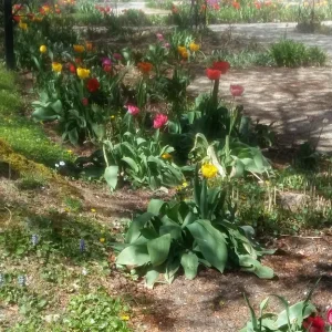 Tulpen_1.jpg