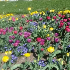 Tulpen_6.jpg