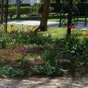 Tulpen_5.jpg