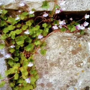 Mauerblümchen_1.jpg