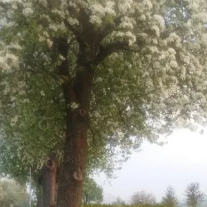 Birnenblüte_7.jpg
