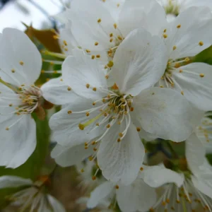 Blüte.png