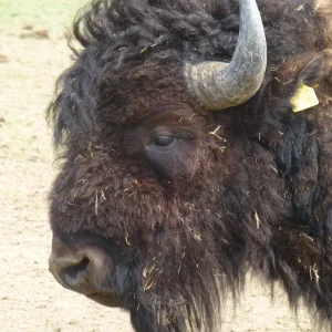 Bison.png