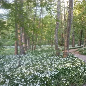 Der Weg in den Märchenwald_2.jpg