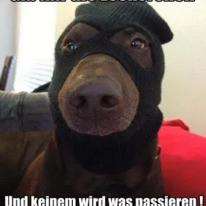 7 K9 Hund.jpg