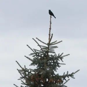 Amsel auf der Tanne.jpg