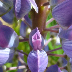 Lupine1.png