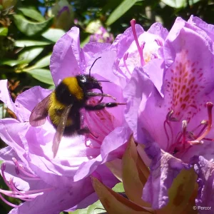 Rhododendron.png