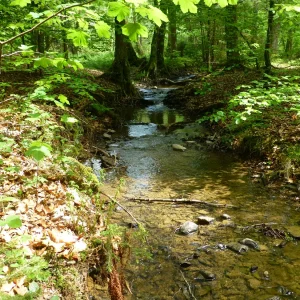 Natur 07052020_1.jpg
