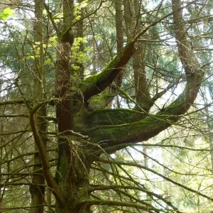 Natur 07052020_2.jpg