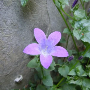 DSCN0126.JPG