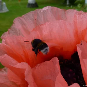 Mohnblüte 4.png