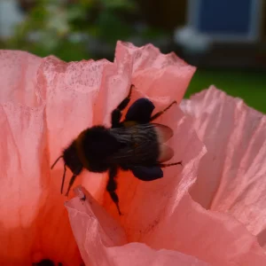 Mohnblüte 5.png