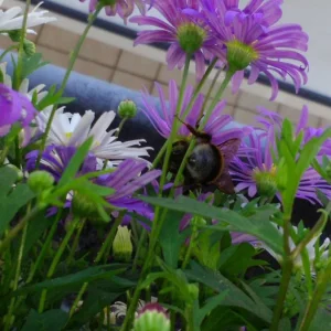hummel 4.JPG