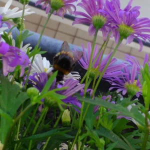 hummel 3.JPG