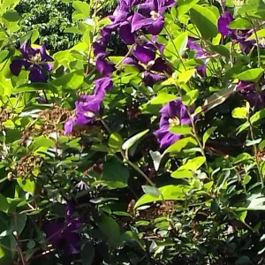 20200602_160718.jpg