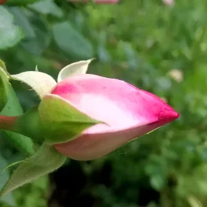 DSC_1221.JPG